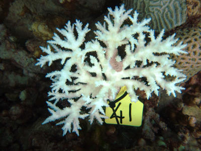 Bleached Acropora coral